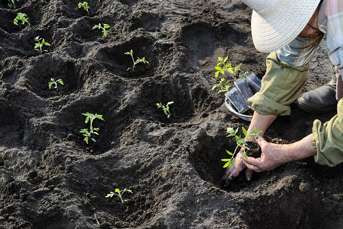 Pflanzlinge werden gesetzt