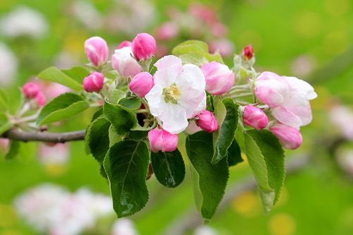 Großaufnahme von Blüten