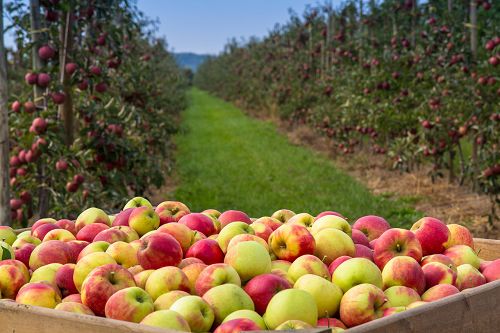 Kiste mit Äpfeln