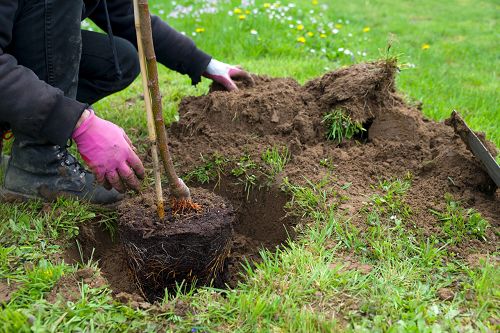 Pflanzen eines Obstbaums