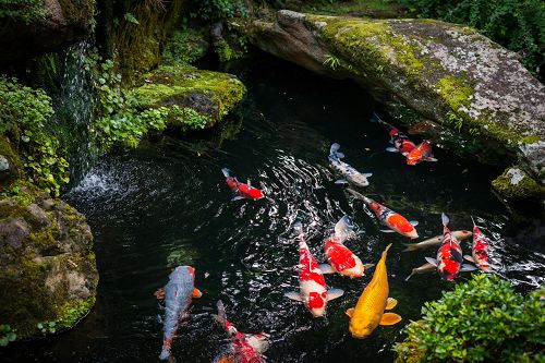 Fische schwimmen in einem Teich
