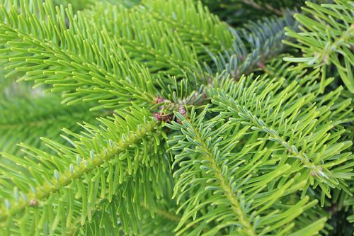 Nahaufnahme eines Tannenzweigs