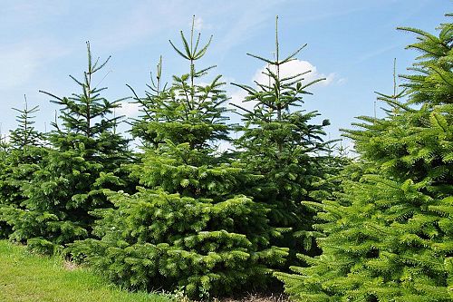 Baumkultur von Weihnachtsbäumen