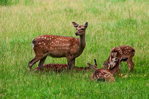 Mehrere Rehe auf einem Feld