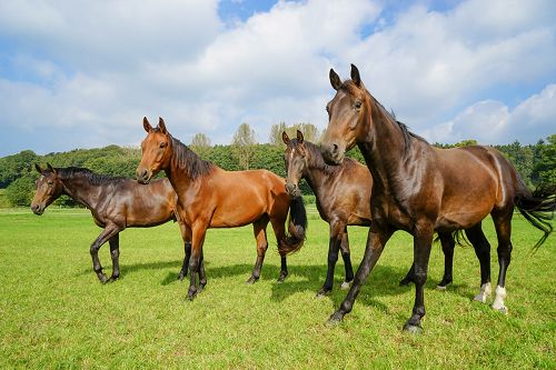 Pferde stehen auf einer Wiese