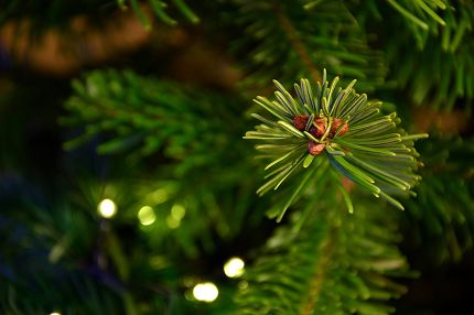 Nahaufnahme Weihnachtsbaum