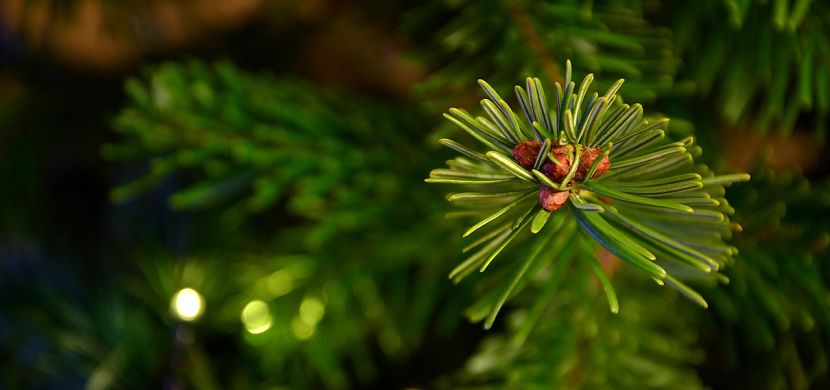 Nahaufnahme Weihnachtsbaum