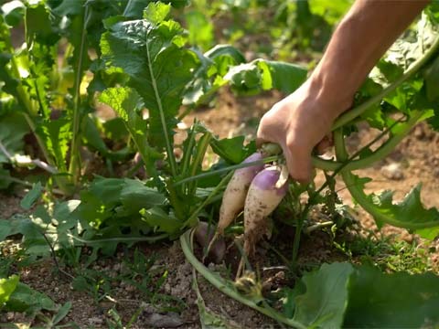 Gartentipps