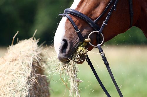 Pferd frisst Heu