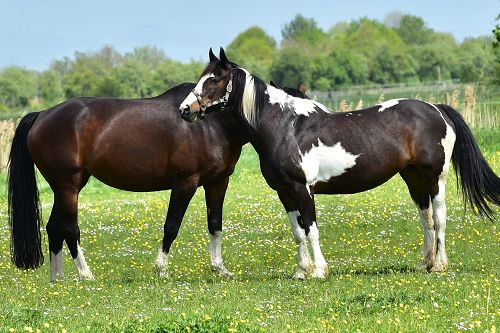 Pferde stehen auf einer Wiese