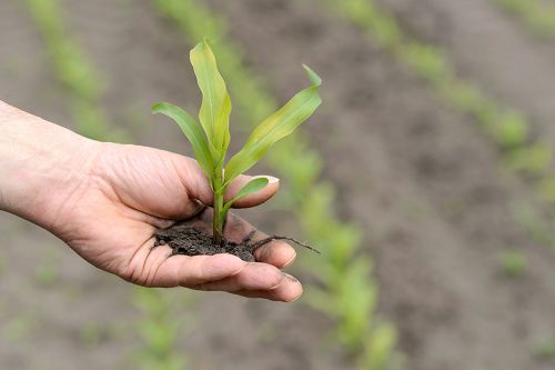 Hand hält einen Setzling vor einem Acker