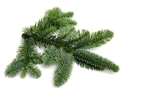 Einzelner Tannenzweig