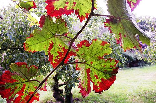 Nahaufnahme von Blättern einer Weinrebe