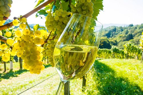 Ein Glas Wein wird vor einer Weinrebe gehalten