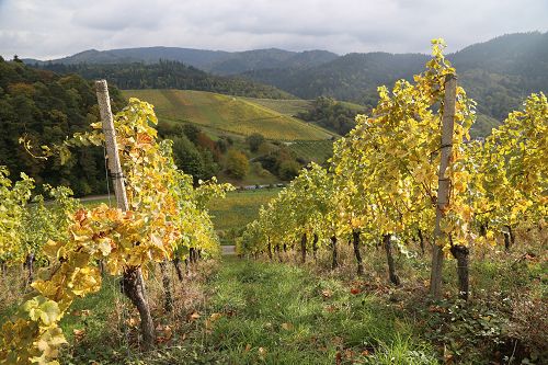 Aussicht von oben auf einem Weinberg